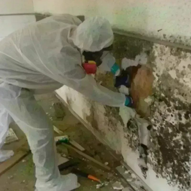 Mold Remediation and Removal in Cheswold, DE